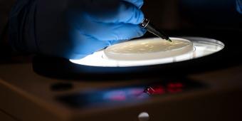 Lab